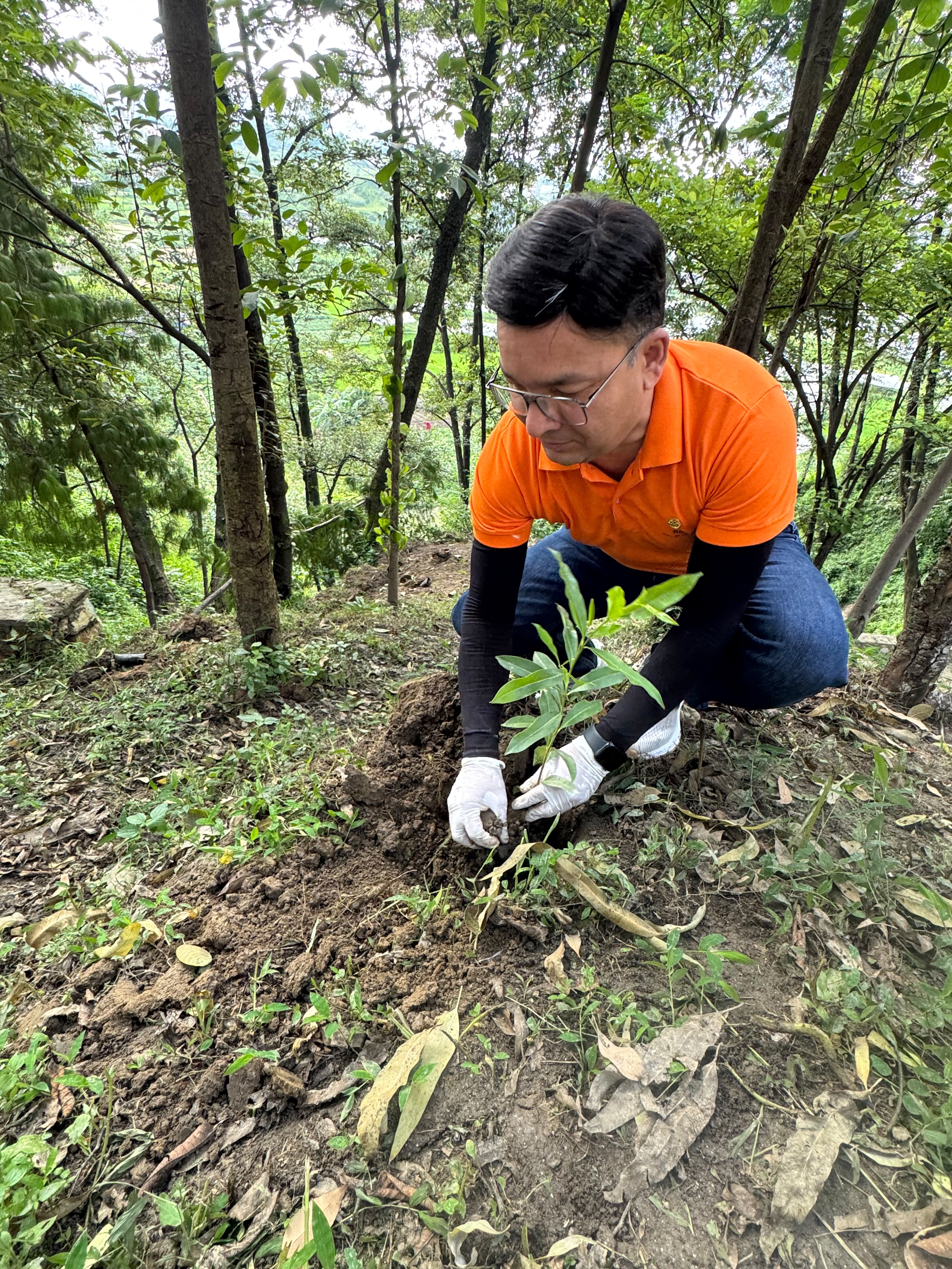 Tree Plantation